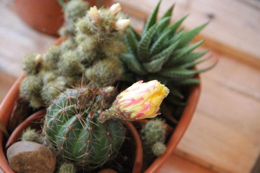 Cactus Flower & Jade 2oz Room + Linen Spray